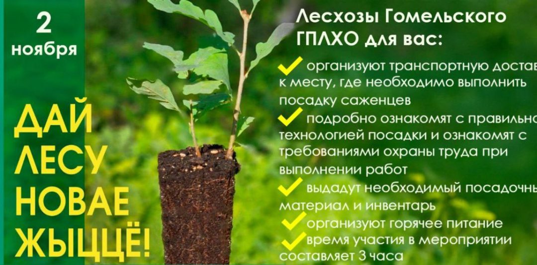 Гомельское лесохозяйственное объединение приглашает жителей региона присоединиться к акции «Дай лесу новае жыццё!»
