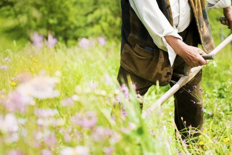 За траву выше 20 см будут не штрафовать, а предупреждать и разъяснять законодательство