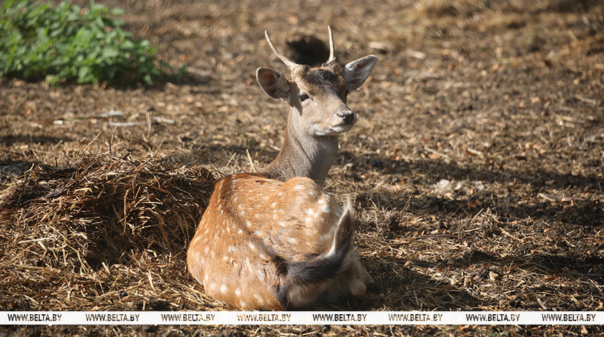 Что делать при обнаружении больного или раненого дикого животного, рассказали в Минприроды