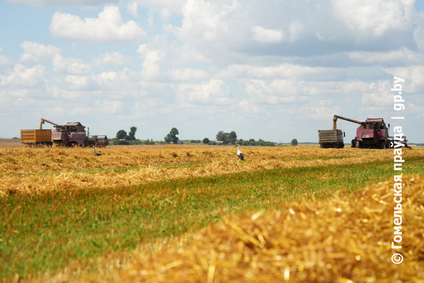 В Гомельской области по инициативе отраслевого профсоюза работает горячая линия по охране и условиям труда участников жатвы