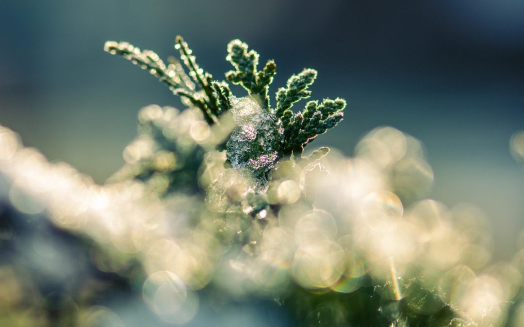 Народные приметы на 9 декабря: что можно и нельзя делать в Юрьев день