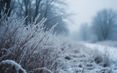 Ночью 14 и 15 января по территории Гомельской области температура воздуха понизится до -25..-27 °C