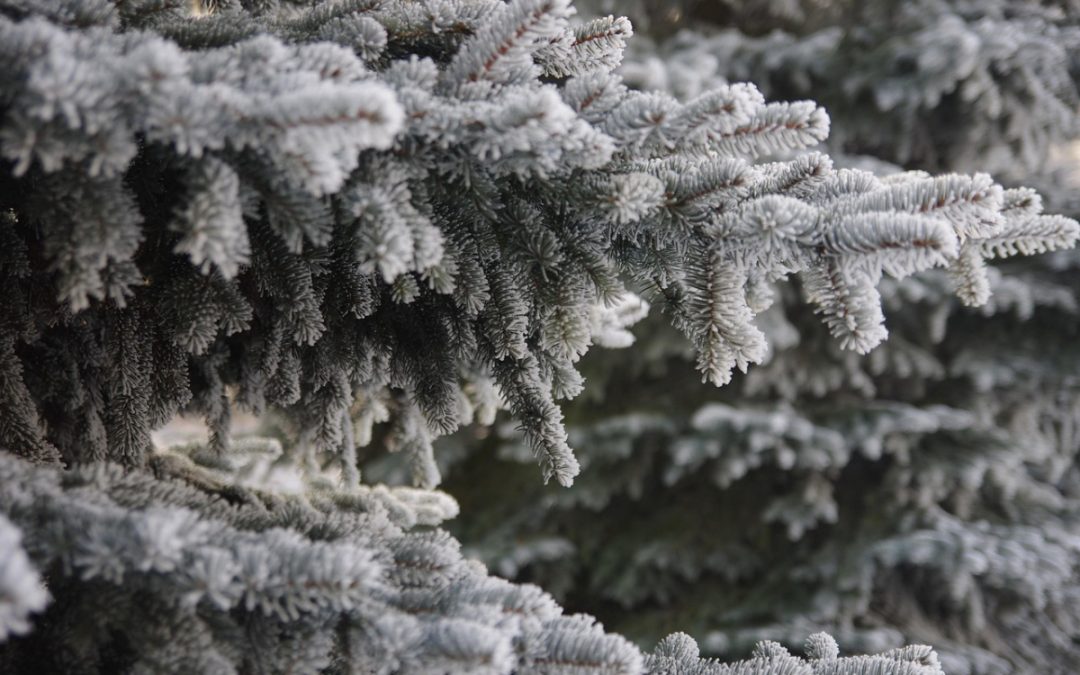 Народные приметы на 6 января: что можно и нельзя делать в Сочельник