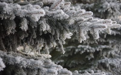 Народные приметы на 6 января: что можно и нельзя делать в Сочельник
