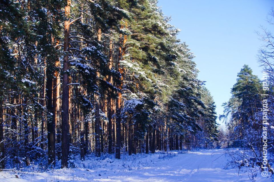 Сильное похолодание: в Гомельской области объявлен оранжевый уровень опасности